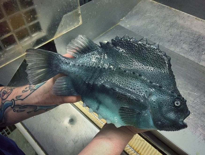 Russia, strane creature dagli abissi: gli scatti social del pescatore