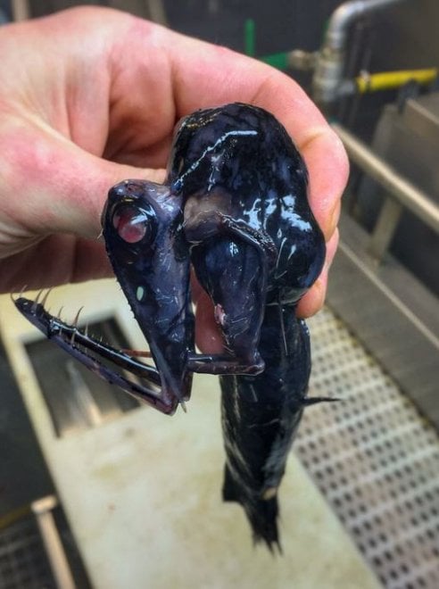 Russia, strane creature dagli abissi: gli scatti social del pescatore