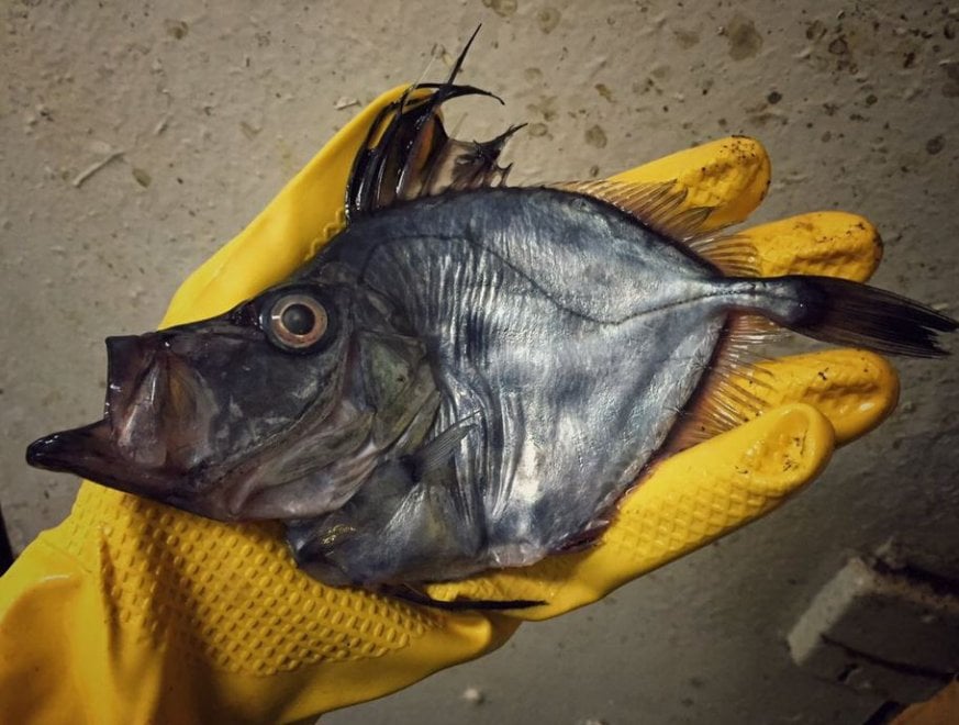 Russia, strane creature dagli abissi: gli scatti social del pescatore