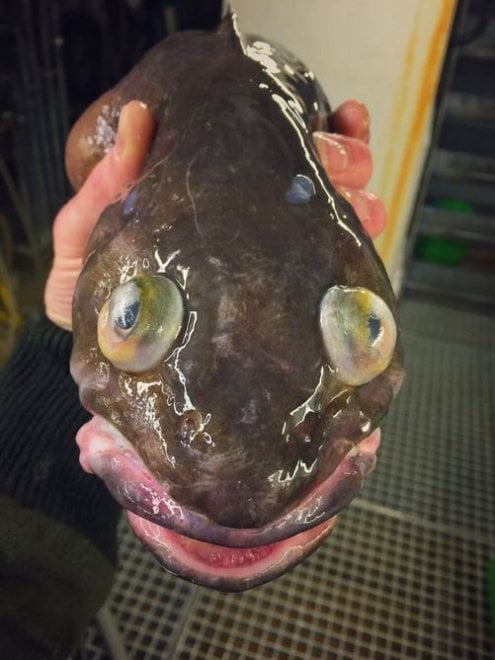 Russia, strane creature dagli abissi: gli scatti social del pescatore