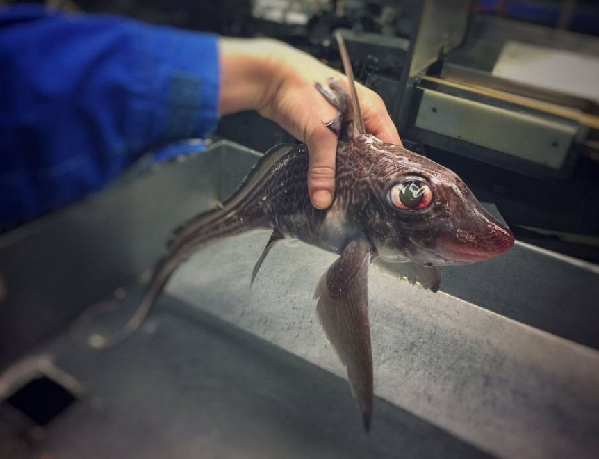 Russia, strane creature dagli abissi: gli scatti social del pescatore
