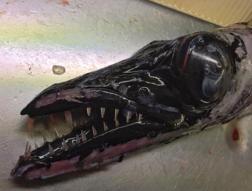 Russia, strane creature dagli abissi: gli scatti social del pescatore