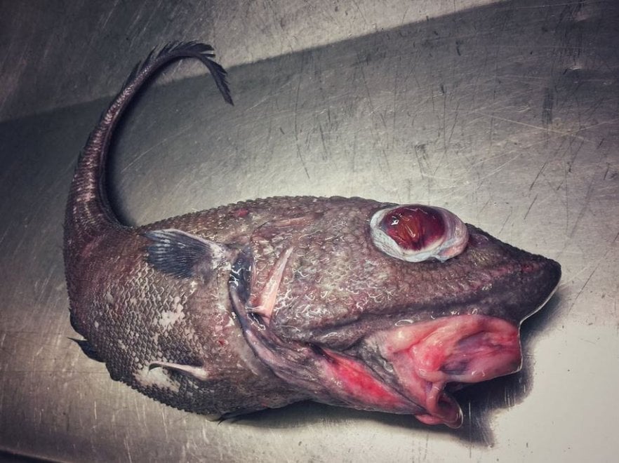 Russia, strane creature dagli abissi: gli scatti social del pescatore