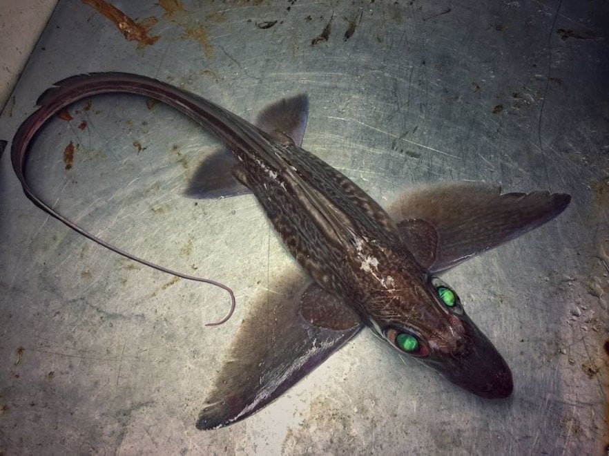 Russia, strane creature dagli abissi: gli scatti social del pescatore