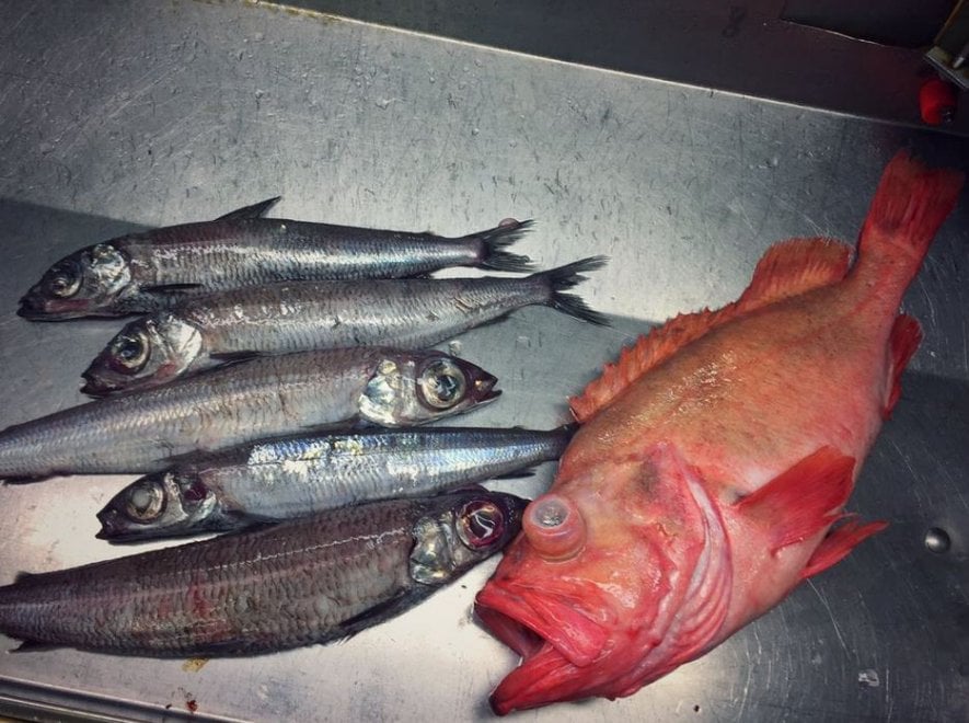 Russia, strane creature dagli abissi: gli scatti social del pescatore