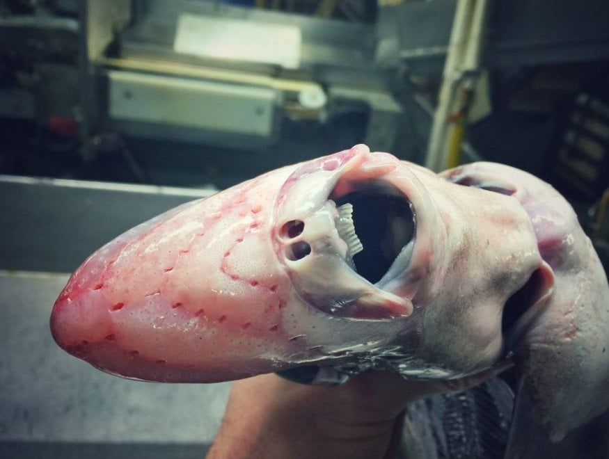 Russia, strane creature dagli abissi: gli scatti social del pescatore