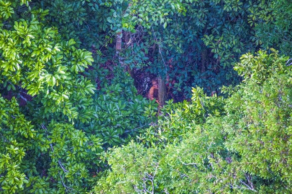 Brasile, frecce contro l'elicottero: le foto della tribù isolata mai entrata in contatto con il nostro mondo 