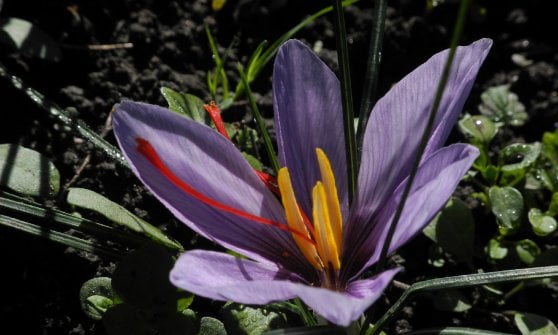 &nbsp;Un fiore di "Zafferano dei ghiacci"