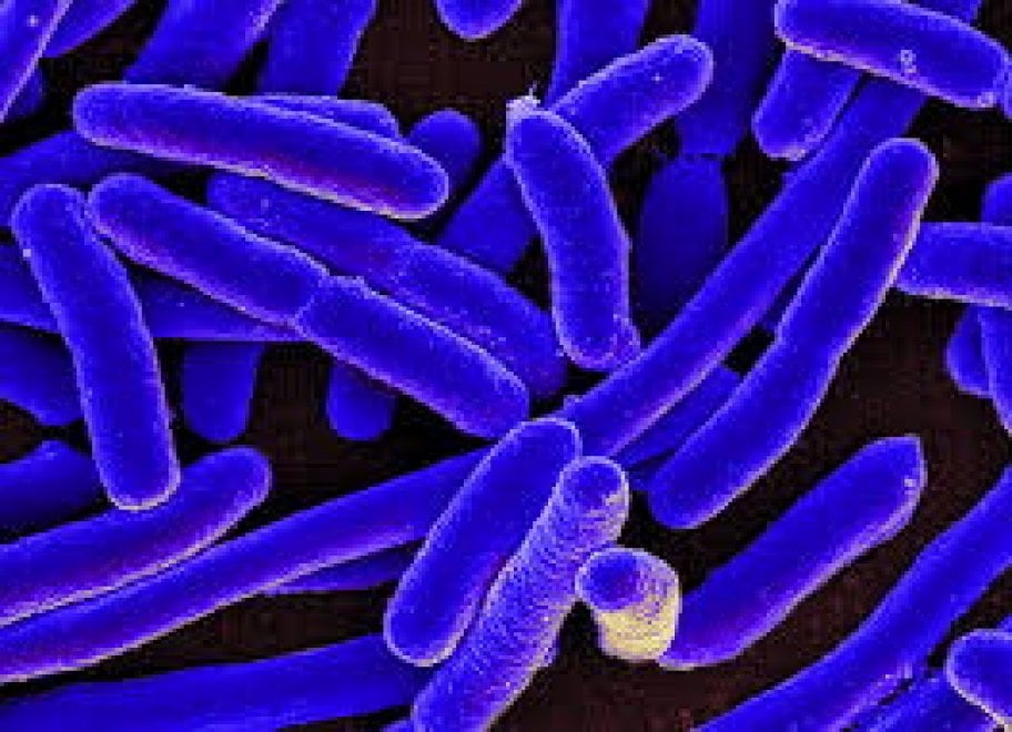 Da Ebola a Zika: la medicina nel 2016