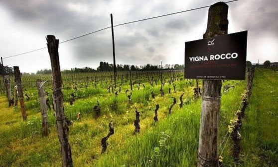 Le vigne di Rocco di Carpeneto