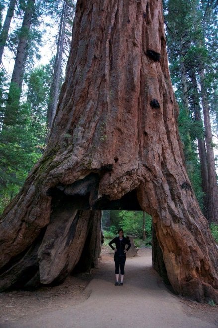 Maltempo in California: crolla il Pioneer Cabin Tree, sequoia secolare 