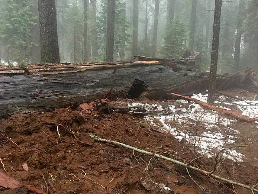 Maltempo in California: crolla il Pioneer Cabin Tree, sequoia secolare 