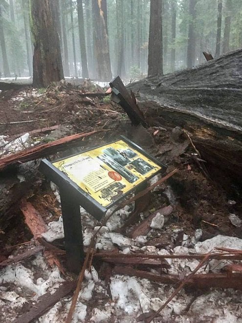 Maltempo in California: crolla il Pioneer Cabin Tree, sequoia secolare 