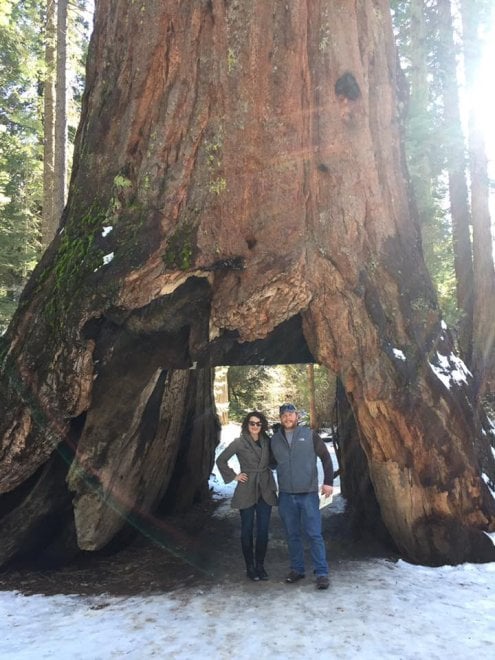 Maltempo in California: crolla il Pioneer Cabin Tree, sequoia secolare 