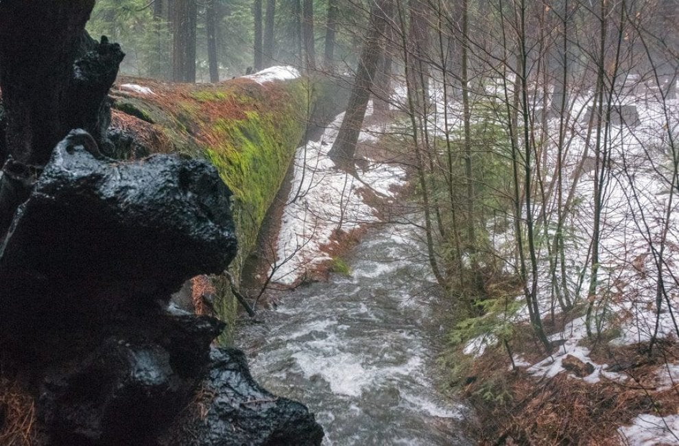Maltempo in California: crolla il Pioneer Cabin Tree, sequoia secolare 