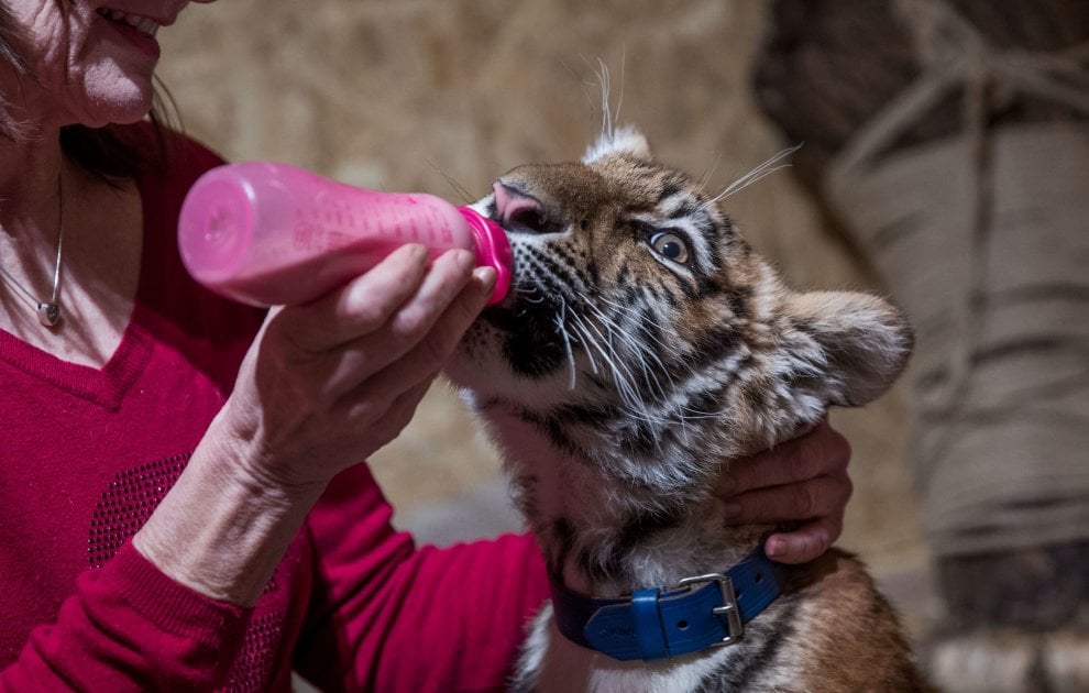 A spasso con la tigre: coppia tedesca adotta cucciolo rifiutato dalla madre