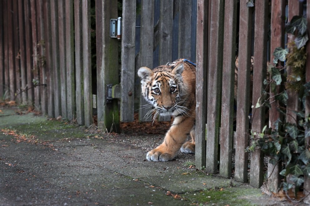 A spasso con la tigre: coppia tedesca adotta cucciolo rifiutato dalla madre