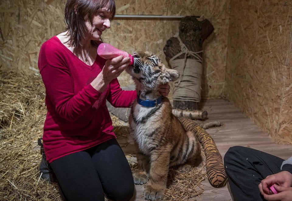 A spasso con la tigre: coppia tedesca adotta cucciolo rifiutato dalla madre