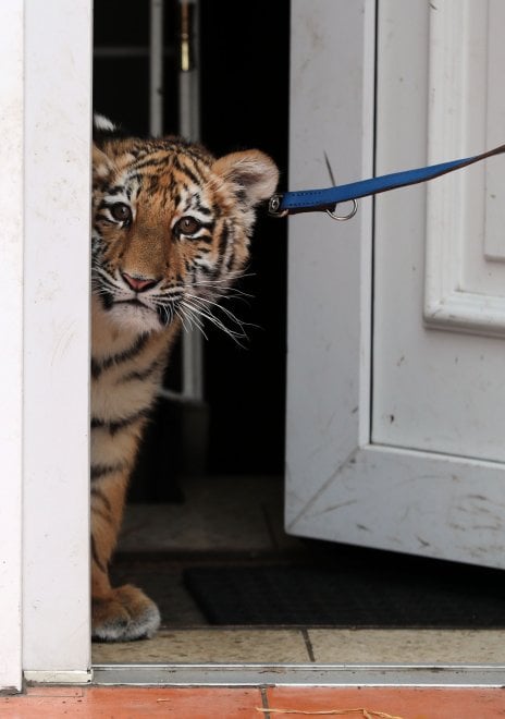 A spasso con la tigre: coppia tedesca adotta cucciolo rifiutato dalla madre