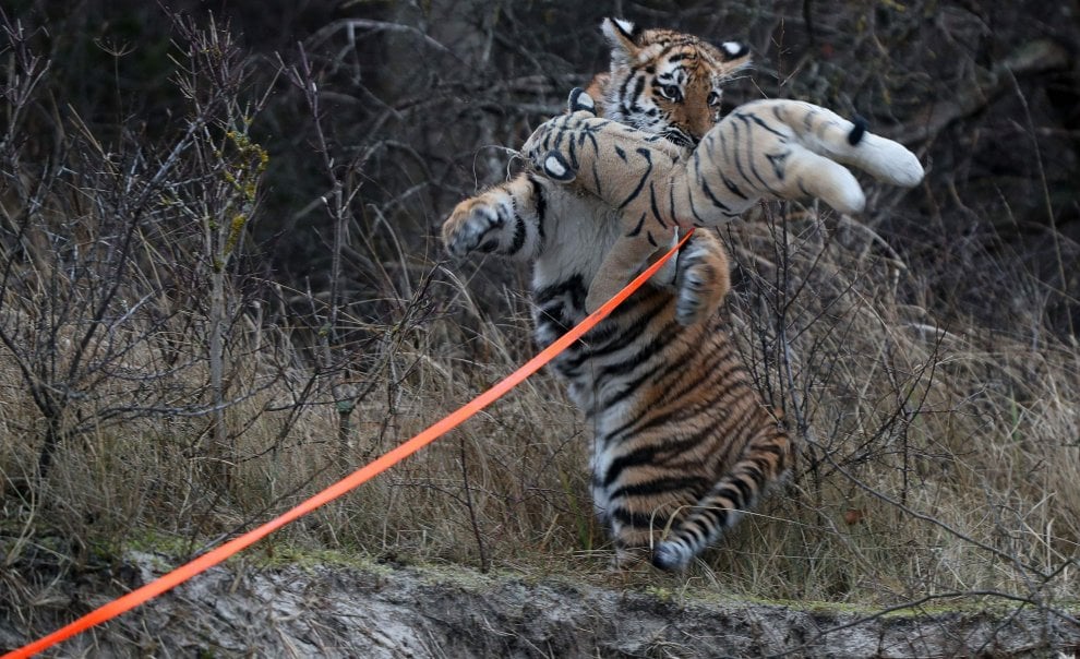 A spasso con la tigre: coppia tedesca adotta cucciolo rifiutato dalla madre