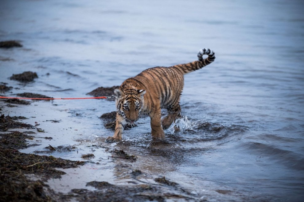 A spasso con la tigre: coppia tedesca adotta cucciolo rifiutato dalla madre