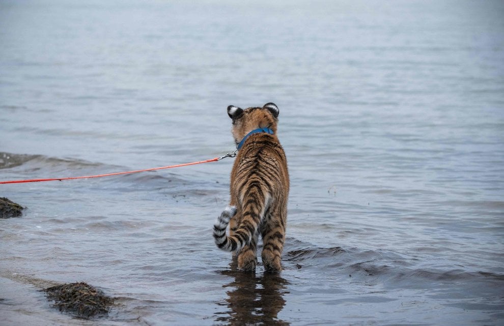 A spasso con la tigre: coppia tedesca adotta cucciolo rifiutato dalla madre