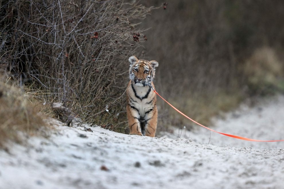 A spasso con la tigre: coppia tedesca adotta cucciolo rifiutato dalla madre