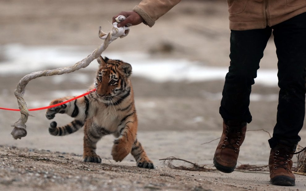 A spasso con la tigre: coppia tedesca adotta cucciolo rifiutato dalla madre