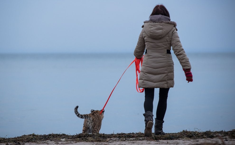 A spasso con la tigre: coppia tedesca adotta cucciolo rifiutato dalla madre