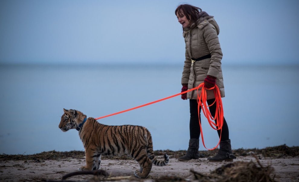 A spasso con la tigre: coppia tedesca adotta cucciolo rifiutato dalla madre