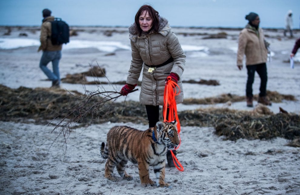 A spasso con la tigre: coppia tedesca adotta cucciolo rifiutato dalla madre