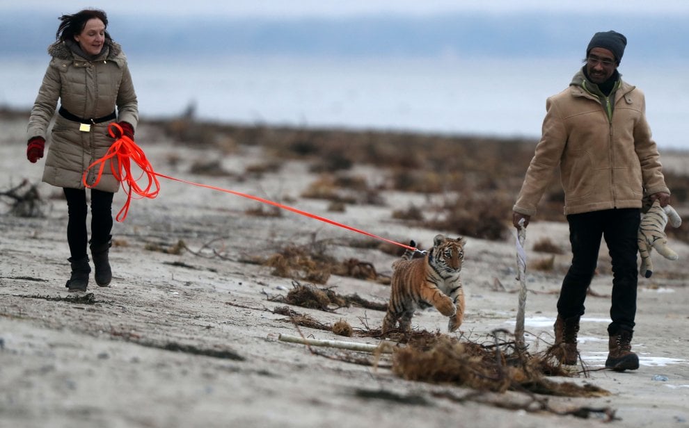A spasso con la tigre: coppia tedesca adotta cucciolo rifiutato dalla madre