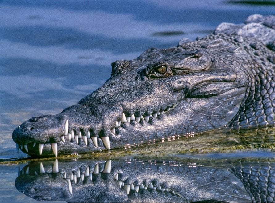 Gli animali più letali in Australia