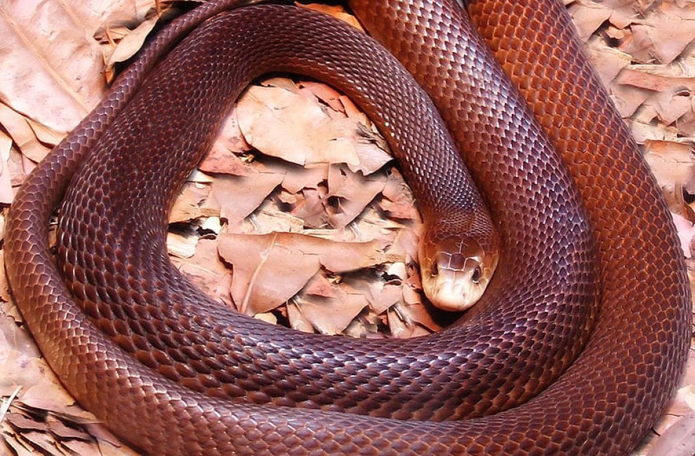 Gli animali più letali in Australia