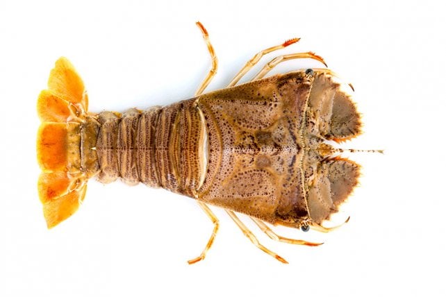 Astice o aragosta? Mini guida ai crostacei 
