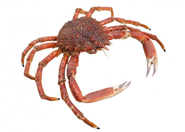 Astice o aragosta? Mini guida ai crostacei 