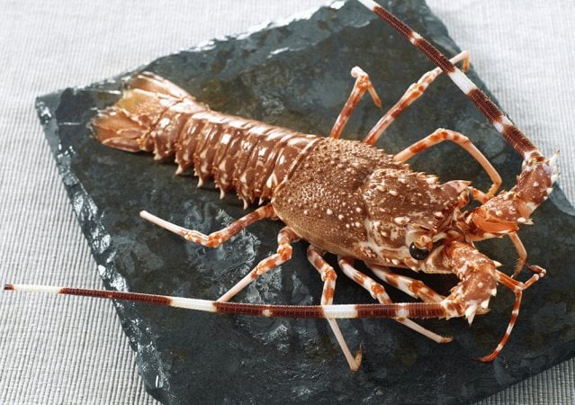 Astice o aragosta? Mini guida ai crostacei 