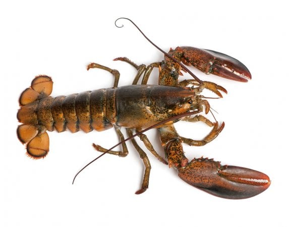 Astice o aragosta? Mini guida ai crostacei 