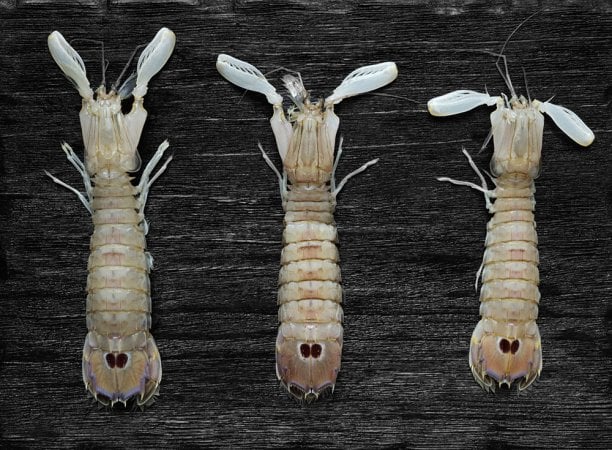 Astice o aragosta? Mini guida ai crostacei 