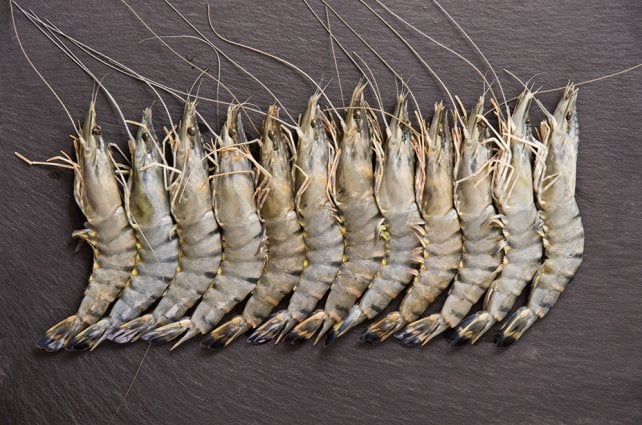 Astice o aragosta? Mini guida ai crostacei 