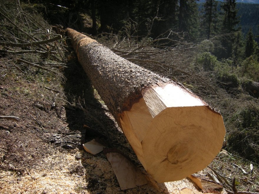 La Natura Smart in Trentino: arriva la "foresta intelligente"