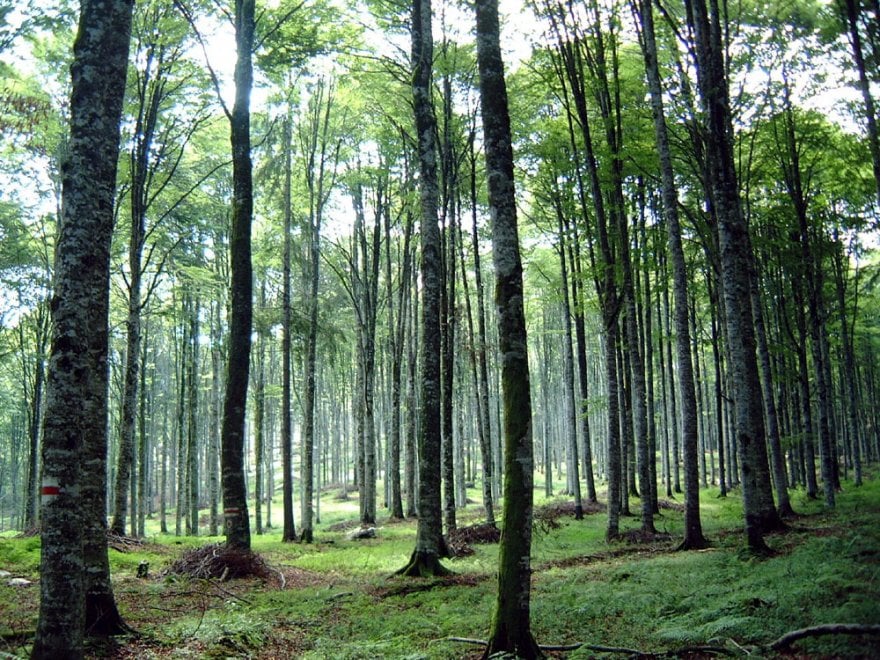 La Natura Smart in Trentino: arriva la "foresta intelligente"