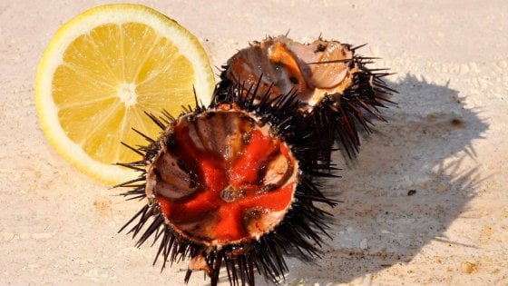 Ricci di  mare, la questione è diventata molto spinosa