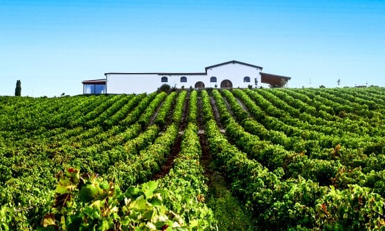 Il vigneto dell'azienda Audarya