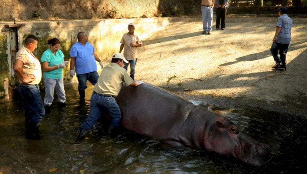 Gustavito, ippopotamo pestato a morte