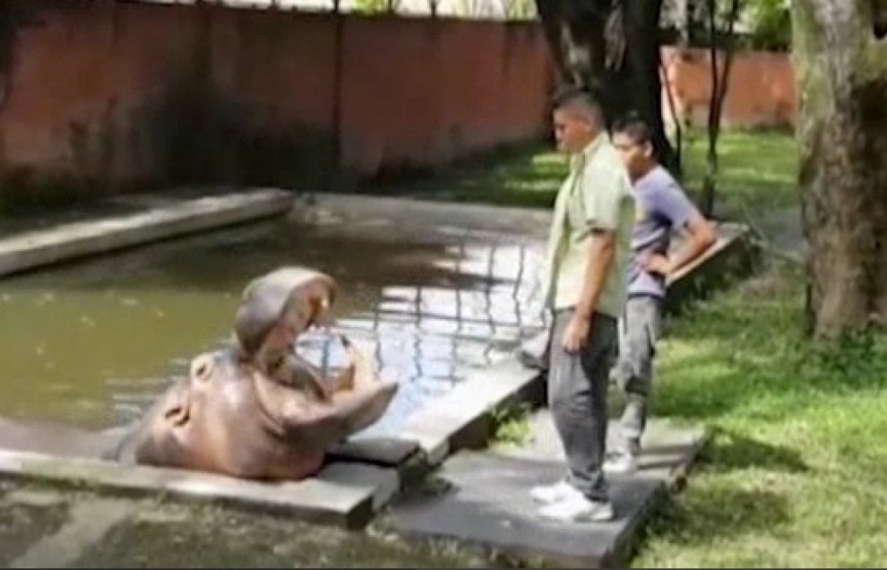 Gustavito, ippopotamo pestato a morte