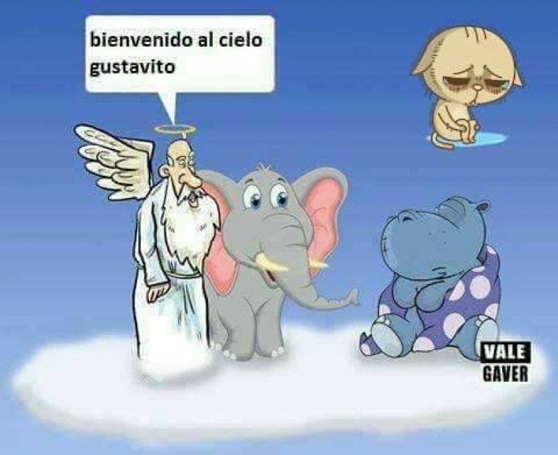 Gustavito, ippopotamo pestato a morte