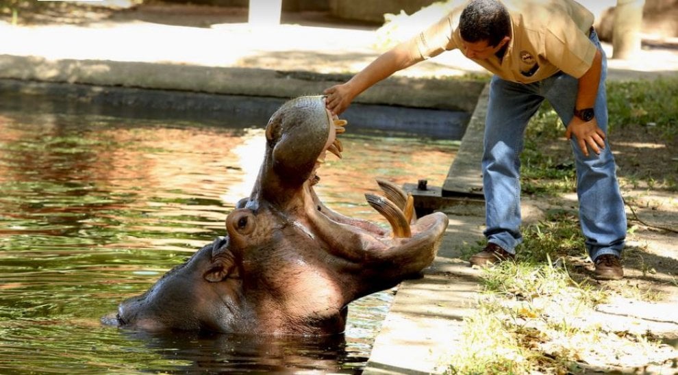 Gustavito, ippopotamo pestato a morte