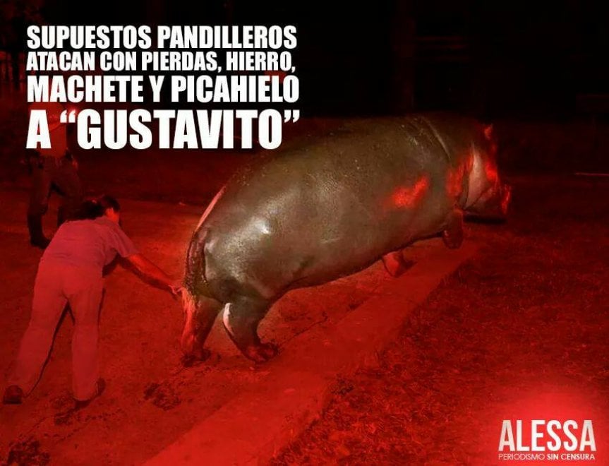 Gustavito, ippopotamo pestato a morte