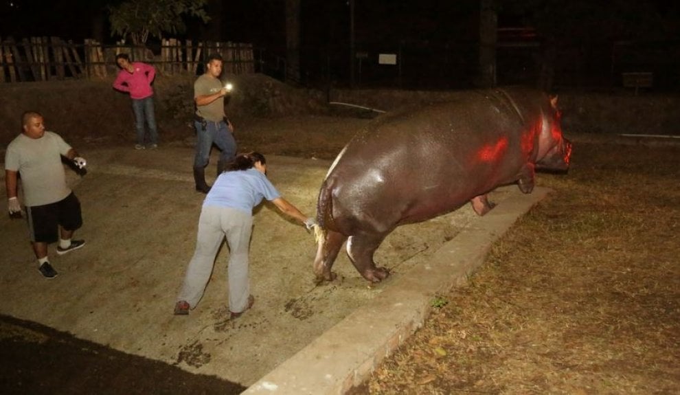Gustavito, ippopotamo pestato a morte
